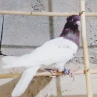 آشخانه|حیوانات|سملقان, |دیوار