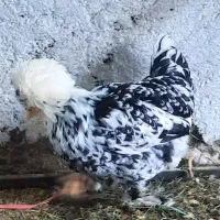 مرغ سلطان و خروس کوچیک