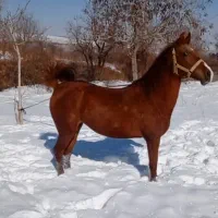 اسب|اسب و تجهیزات اسب‌سواری|همدان, |دیوار