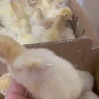 بوقلمون، گوشتی