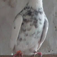 کبوتر
