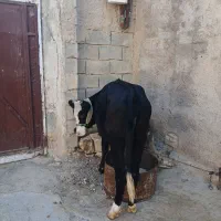 گوساله ماده داشتی سالم