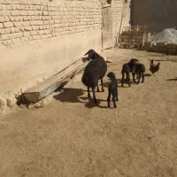 قوچ قزل افشار