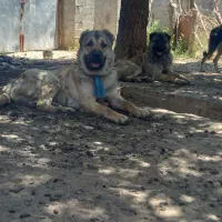 جفت همقال سگ  سرابی