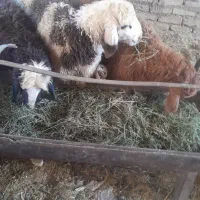 گوسفند.بره بومی.ذبح رایگان