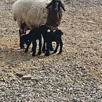 گوسفند بره