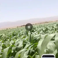 ذرت علوفه ای باخرز
