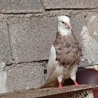 طوقی آجری