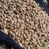 بادام سنگی وکاغذی