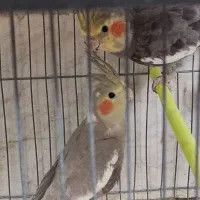 پرنده|پرنده|مشهد, نیروی هوایی|دیوار