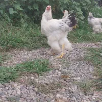 خروس برهما ۸ماهه