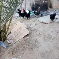 مرغ و خروس