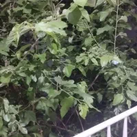 اجاره خونه ویلایی از یک روز تا یک ماه