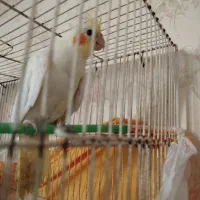 عروس هلندی وفنچ