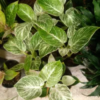 گلکده صبا خ صبا یک