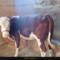 گوساله سیمینتال اصل