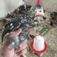 فروش جوجه  محلی ۲ماه