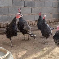 بوقلمون|حیوانات مزرعه|قیدار, |دیوار