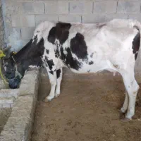 گاوباگوساله ماده