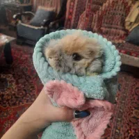 خرگوش مینی لوپ