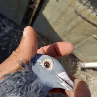 کبوتر مسافتی