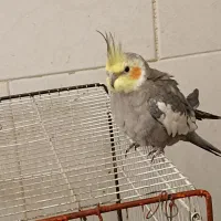 یک جفت عروس هلندی