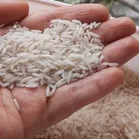 فروش برنج محلی هاشمی / نیم دانه و درشت