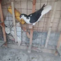 ساده سیاه ماده