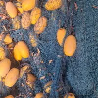 لیخ محاصره ای جنس کره