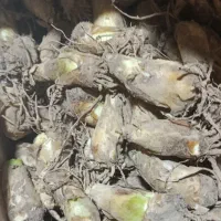 گل عطری