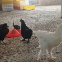 جوجه و نیمچه