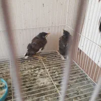 سه جوجه میناویک سره موجود هسته