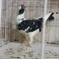 3 عدد کبوتر ماده ابلغ سیاه