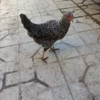 فروش یک عدد مرغ آمروک