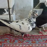 کفتر|پرنده|زابل, |دیوار
