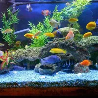 فروش انواع وسایل هایی اکفاریم  و ماهی