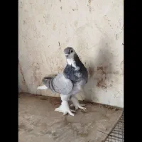 نرخرقه ابری