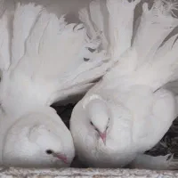 کبوتر دم چتری و موشی