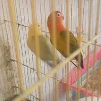 یه جفت طوطی برزیلی