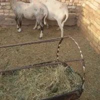 میش وبره  لاکن وشال