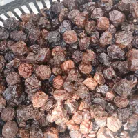 سنجد|خوردنی و آشامیدنی|تهران, فرودگاه مهرآباد|دیوار