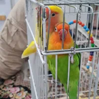 یک جفت کوتوله برزیلی