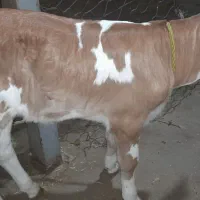 گوساله ماده سمینتال اصل