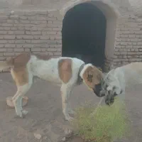 سگ خراسانی