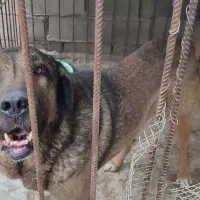 سگ پژدر|سگ|بم, |دیوار