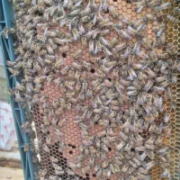 کندو نژاد دار