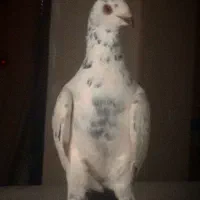 کبوتر