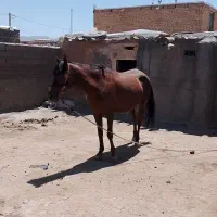 اسب|اسب و تجهیزات اسب‌سواری|زاوه, |دیوار
