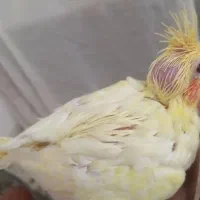 جوجه عروس هلندی