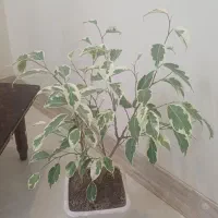 بنجامین ابلغ